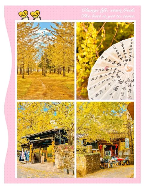山环水绕北溪村,一家三口银杏树,成了网红打卡地