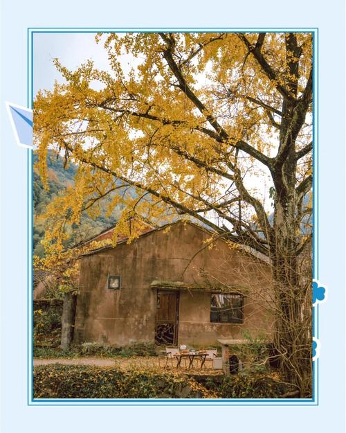 山环水绕北溪村，一家三口银杏树，成了网红打卡地