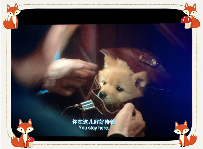 刚定档，就引起网络一片冷嘲热讽，中国版的《忠犬八公》咋回事？