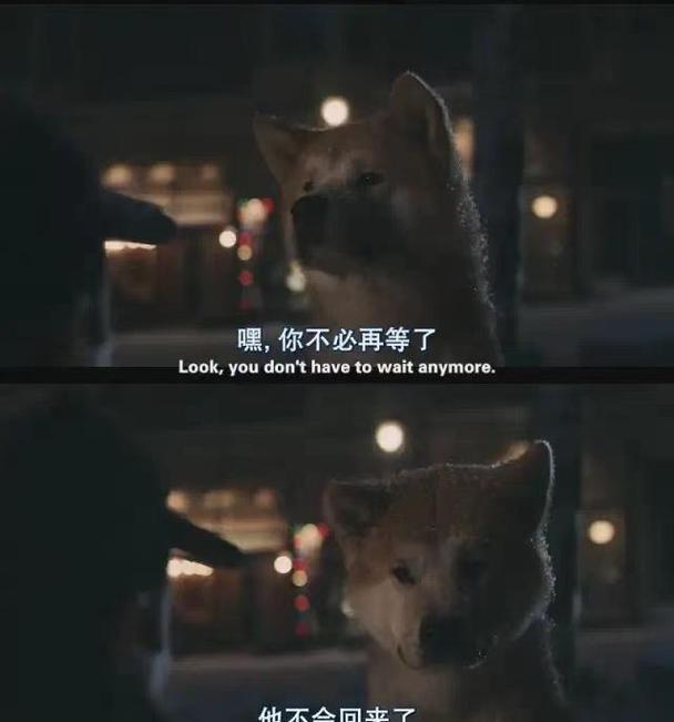 刚定档,就引起网络一片冷嘲热讽,中国版的《忠犬八公》咋回事?